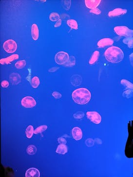 大分マリーンパレス水族館 「うみたまご」に投稿された画像（2023/9/18）