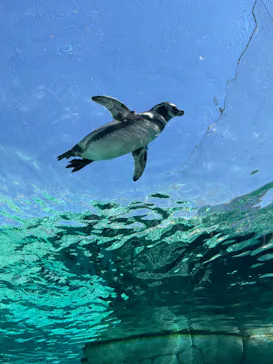天王寺動物園に投稿された画像（2023/9/18）
