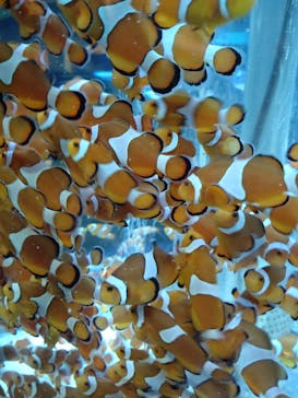 鴨川シーワールドに投稿された画像（2023/9/18）