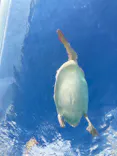 サンシャイン水族館に投稿された画像（2023/9/18）
