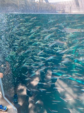 環境水族館アクアマリンふくしまに投稿された画像（2023/9/18）