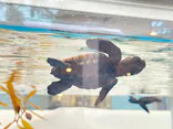 名古屋港水族館に投稿された画像（2023/9/18）