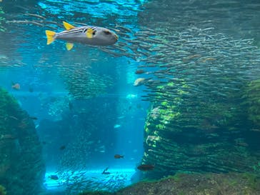 上越市立水族博物館 うみがたりに投稿された画像（2023/9/18）