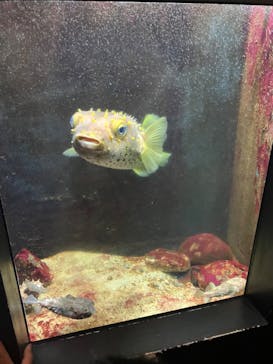 上越市立水族博物館 うみがたりに投稿された画像（2023/9/18）