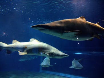 アクアワールド茨城県大洗水族館に投稿された画像（2023/9/18）
