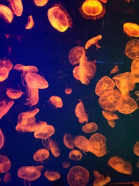 名古屋港水族館に投稿された画像（2023/9/18）