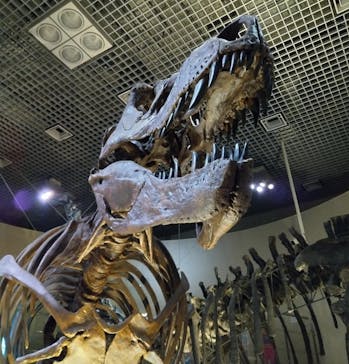 国立科学博物館に投稿された画像（2023/9/18）