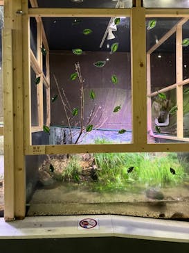 アクアマリンいなわしろカワセミ水族館に投稿された画像（2023/9/18）