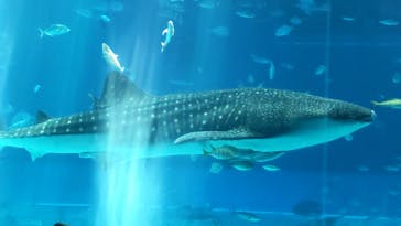 沖縄美ら海水族館に投稿された画像（2023/9/18）