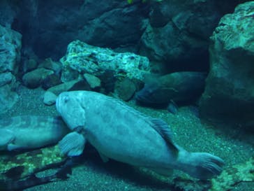 大分マリーンパレス水族館 「うみたまご」に投稿された画像（2023/9/18）