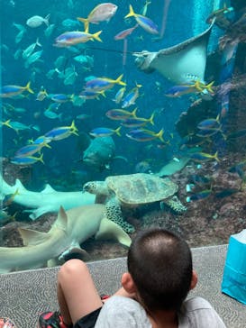 鴨川シーワールドに投稿された画像（2023/9/18）