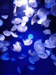 サンシャイン水族館に投稿された画像（2023/9/18）
