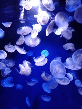 サンシャイン水族館に投稿された画像（2023/9/18）