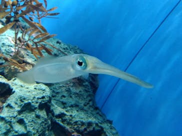 サンシャイン水族館に投稿された画像（2023/9/18）