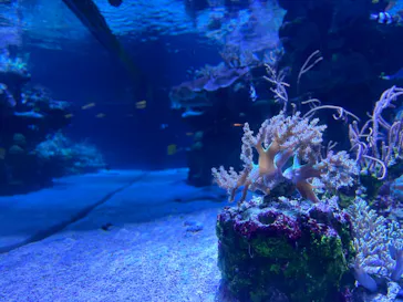 すみだ水族館に投稿された画像（2023/9/18）