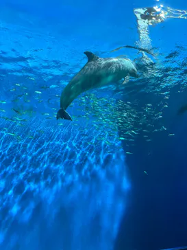 横浜・八景島シーパラダイスに投稿された画像（2023/9/18）