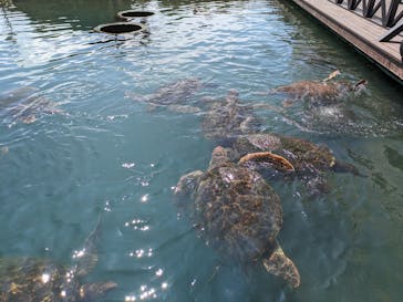 串本海中公園水族館に投稿された画像（2023/9/18）