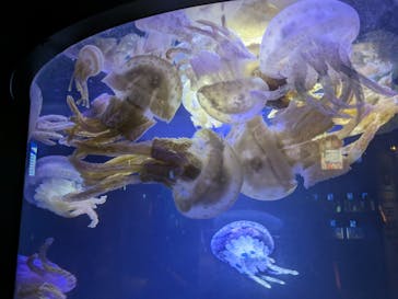 串本海中公園水族館に投稿された画像（2023/9/18）