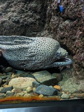串本海中公園水族館に投稿された画像（2023/9/18）
