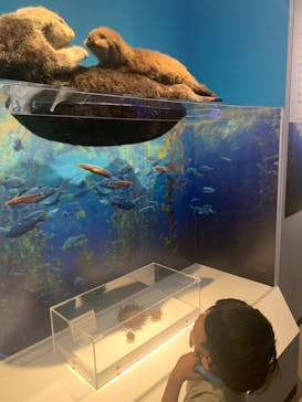 特別展「海　―生命のみなもと―」（国立科学博物館）に投稿された画像（2023/9/18）