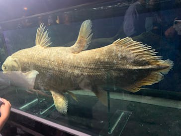 特別展「海　―生命のみなもと―」（国立科学博物館）に投稿された画像（2023/9/18）