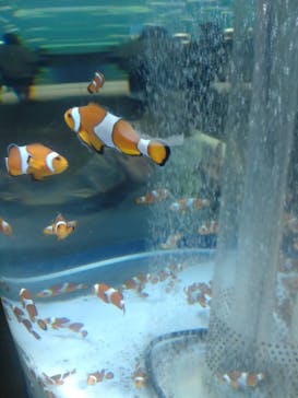 鴨川シーワールドに投稿された画像（2023/9/18）