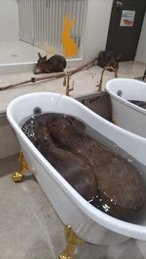 アニタッチアクアシティお台場に投稿された画像（2023/9/18）