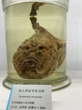 特別展「海　―生命のみなもと―」（国立科学博物館）に投稿された画像（2023/9/18）