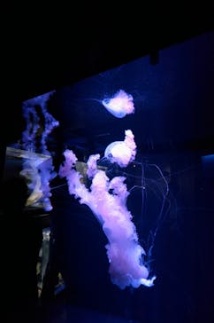 京都水族館に投稿された画像（2023/9/18）