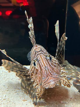 横浜開運水族館 フォーチュンアクアリウムに投稿された画像（2023/9/18）