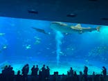 沖縄美ら海水族館に投稿された画像（2023/9/18）