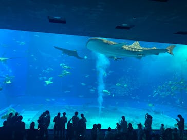 沖縄美ら海水族館に投稿された画像（2023/9/18）