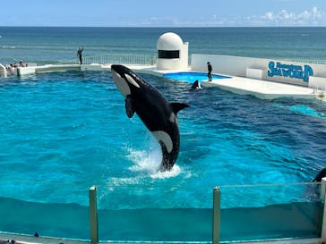 鴨川シーワールドに投稿された画像（2023/9/18）