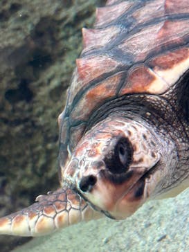 鴨川シーワールドに投稿された画像（2023/9/18）