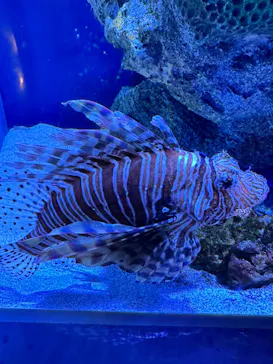 マクセル アクアパーク品川に投稿された画像（2023/9/18）