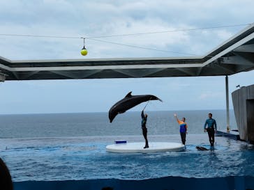 上越市立水族博物館 うみがたりに投稿された画像（2023/9/18）