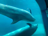 名古屋港水族館に投稿された画像（2023/9/18）