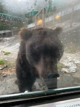 のぼりべつクマ牧場に投稿された画像（2023/9/18）