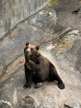 のぼりべつクマ牧場に投稿された画像（2023/9/18）