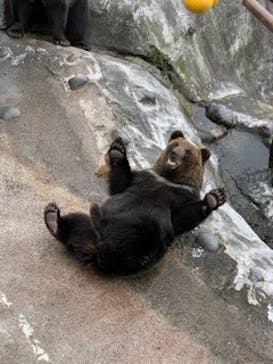 のぼりべつクマ牧場に投稿された画像（2023/9/18）