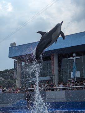 大分マリーンパレス水族館 「うみたまご」に投稿された画像（2023/9/18）