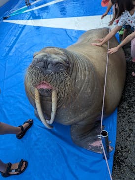 大分マリーンパレス水族館 「うみたまご」に投稿された画像（2023/9/18）
