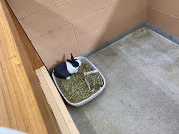 淡路ファームパーク イングランドの丘に投稿された画像（2023/9/18）