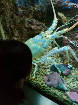 串本海中公園水族館に投稿された画像（2023/9/18）