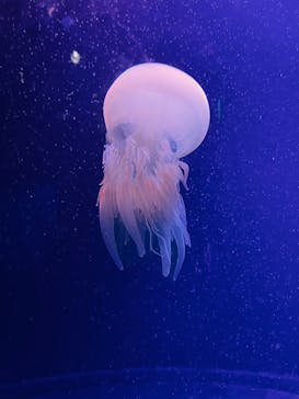 マリンワールド海の中道に投稿された画像（2023/9/18）