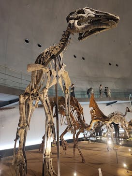 福井県立恐竜博物館に投稿された画像（2023/9/18）