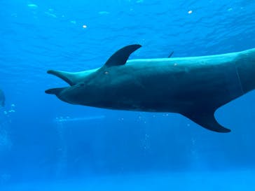 名古屋港水族館に投稿された画像（2023/9/18）