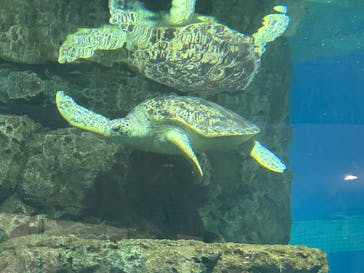 名古屋港水族館に投稿された画像（2023/9/18）