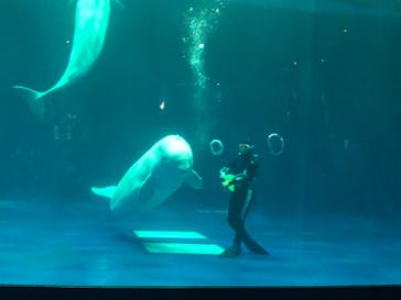 島根県立 しまね海洋館に投稿された画像（2023/9/18）