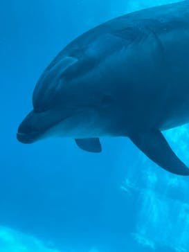 名古屋港水族館に投稿された画像（2023/9/18）